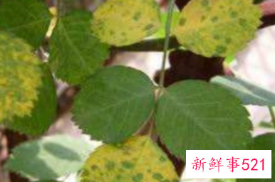 月季叶子发黄有斑的原因是什么