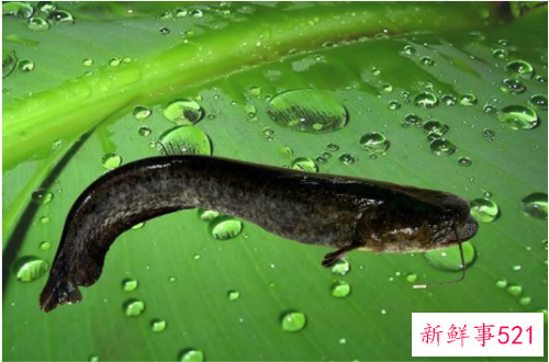 常见淡水鱼营养价值排名