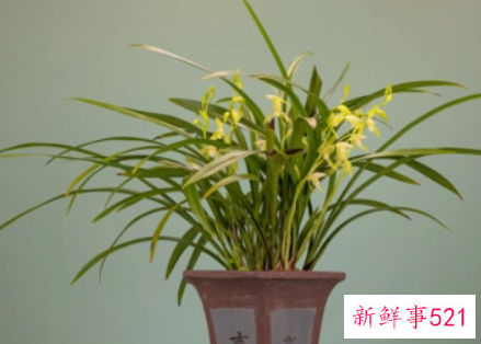 兰花代表什么寓意