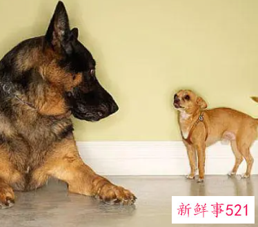 94年狗做什么行业最旺