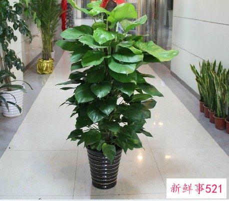 办公室摆放植物有什么作用植物不可以摆放在什么位置