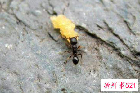 厨房如何巧除蚂蚁