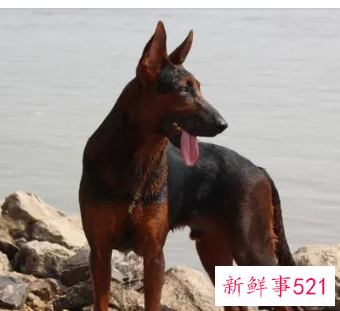 94年狗做什么行业最旺