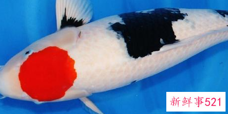 生命力最强十种观赏鱼