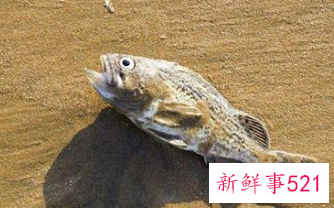 孕妇梦见抓死鱼是什么意思