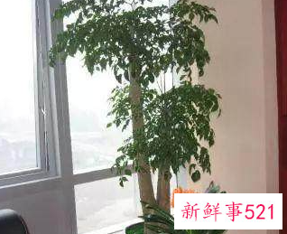 家里招财辟邪摆什么好