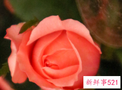 月季叶子发黄有斑的原因是什么