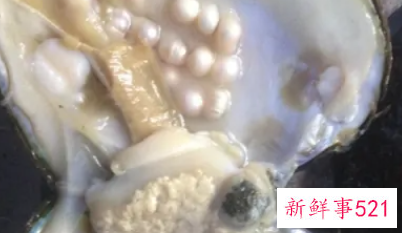 为什么河蚌可以产珍珠
