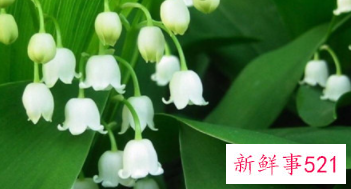 世界上最毒的植物排行榜