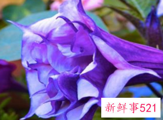 世界上最毒的植物排行榜