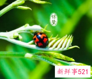 日历上惊蛰是什么意思