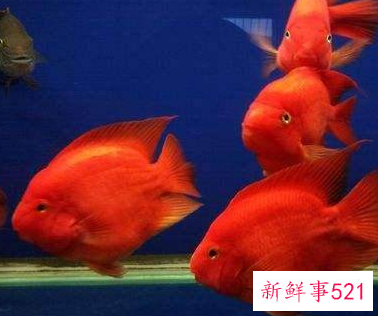 生命力最强十种观赏鱼