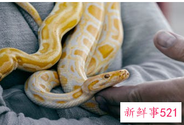 梦到各种颜色的蛇是什么预兆