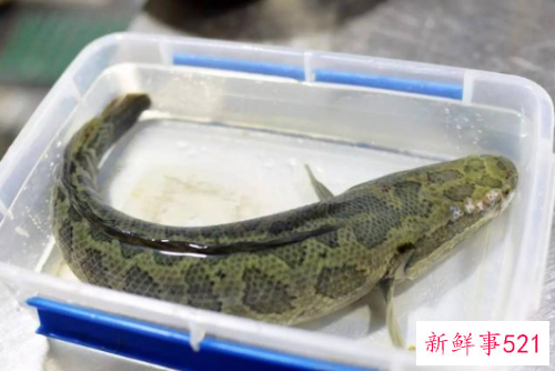 常见淡水鱼营养价值排名