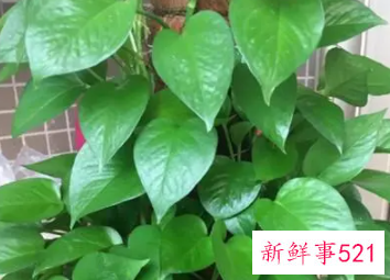 绿萝长的太长了怎么处理