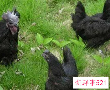 怀孕梦见黑鸡是什么意思