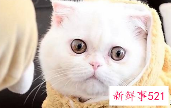 晚上梦到猫是好事还是坏事