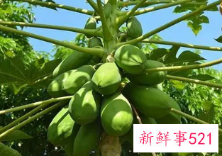 木瓜的功效与作用及药用价值