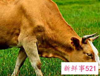 女人抢着要的生肖男