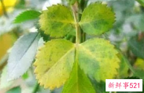 月季叶子发黄有斑的原因是什么