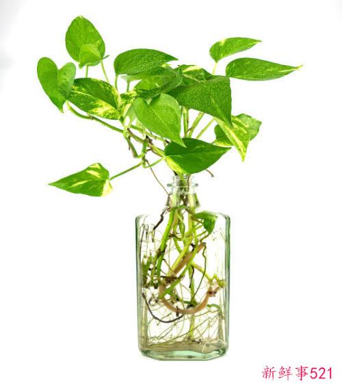 办公室摆放植物有什么作用植物不可以摆放在什么位置