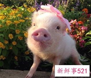 梦见买小乳猪是什么意思