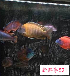 生命力最强十种观赏鱼