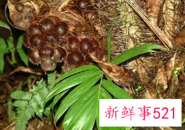 蛇皮果有哪些功效与作用