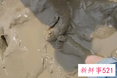 梦见污泥里走是什么意思