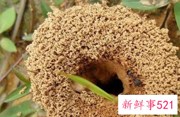 梦见蚂蚁窝是什么意思