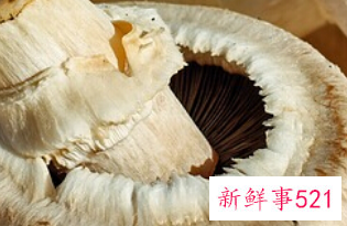 菌类抗癌效果最好的种类是什么