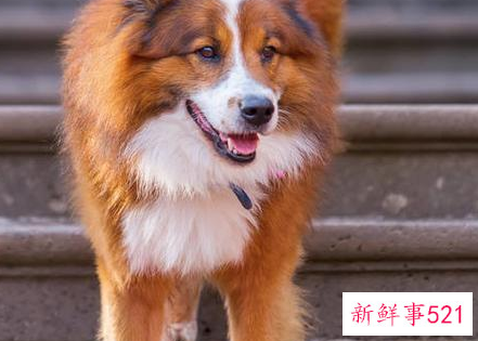 养狗需要注意哪些事项