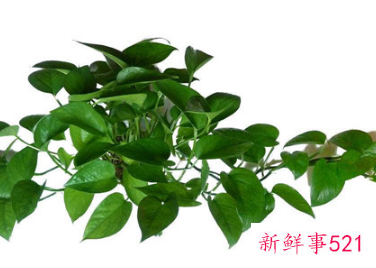 家里面养绿萝有禁忌吗