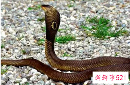 梦见蛇吃黄鳝是什么意思