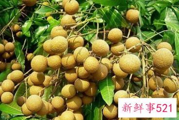 梦见很多桂圆是什么意思