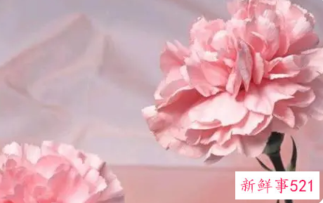 康乃馨在中国的象征意义