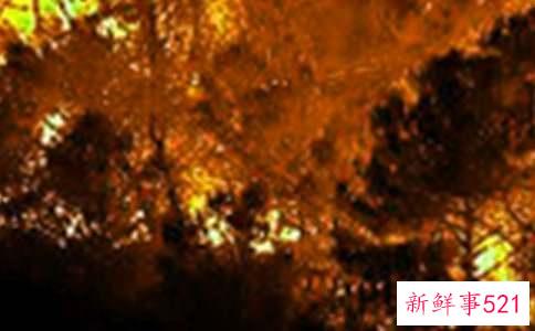 梦见森林发生火灾