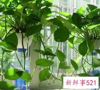 家里面养绿萝有禁忌吗