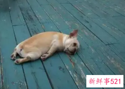 狗狗夏天消暑