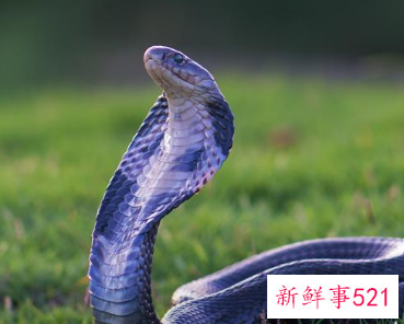 1977年属蛇车牌号