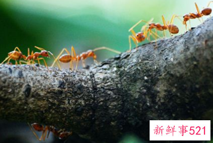 梦见蚂蚁窝是什么意思