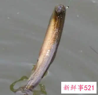 泥鳅加什么补性功能好