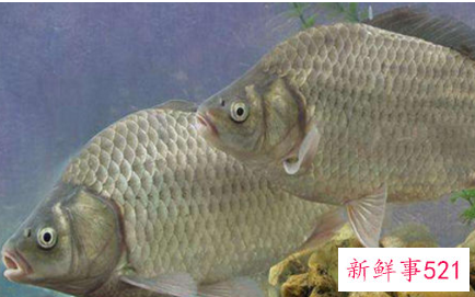 常见淡水鱼营养价值排名