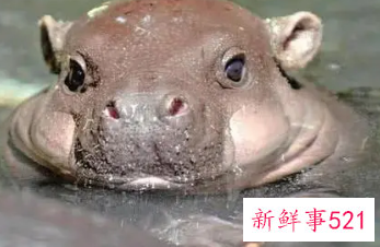 河马当保姆儿童故事