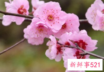 象征内心强大的花