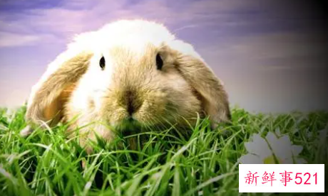梦见兔子的征兆