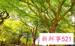 梦见屋背后的树