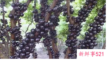 嘉宝果有啥营养