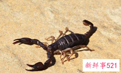 吃蝎子要把尾刺去掉吗