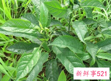 大青叶的功效和作用